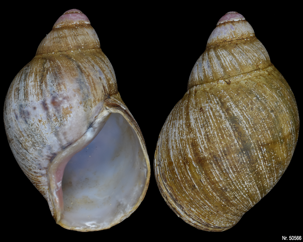 Archachatina marginata suturalis