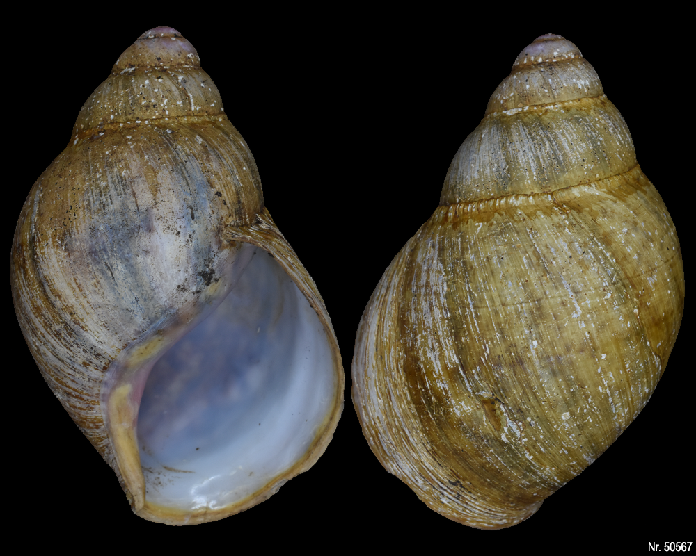 Archachatina marginata suturalis