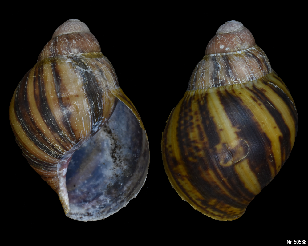 Archachatina marginata suturalis