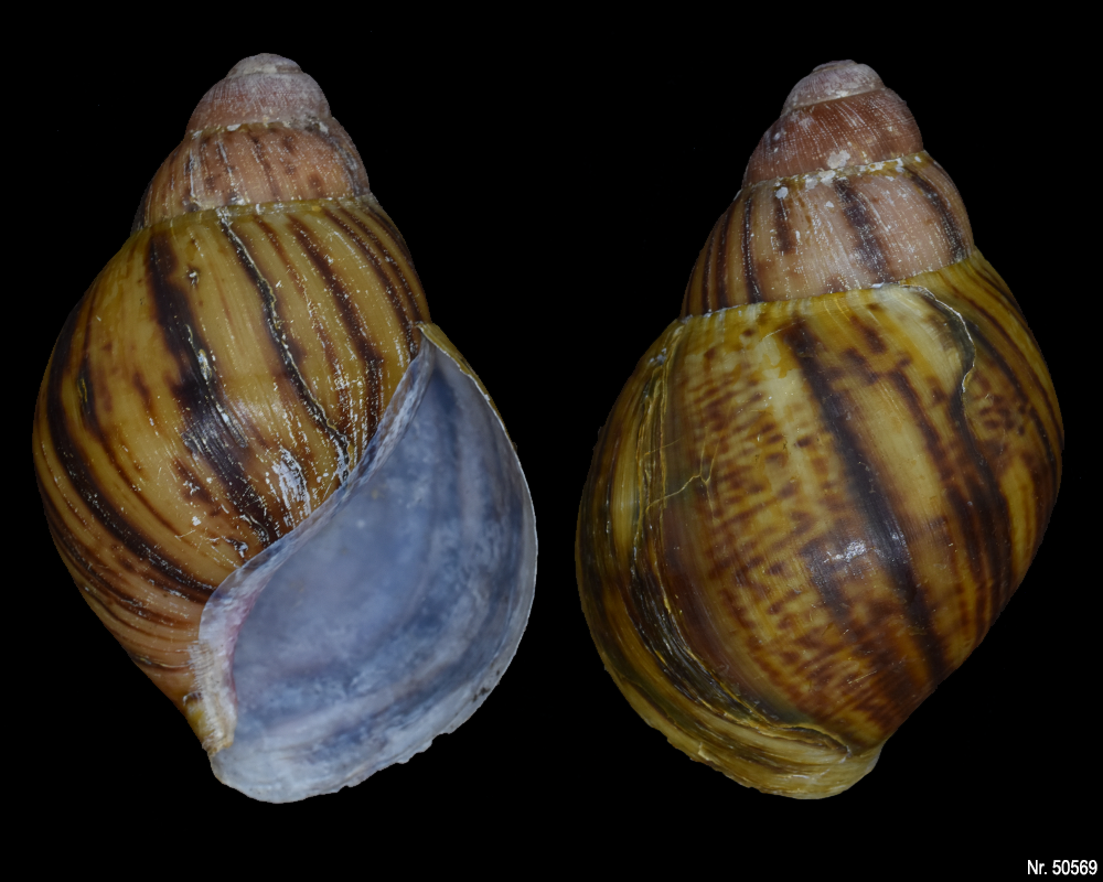 Archachatina marginata suturalis