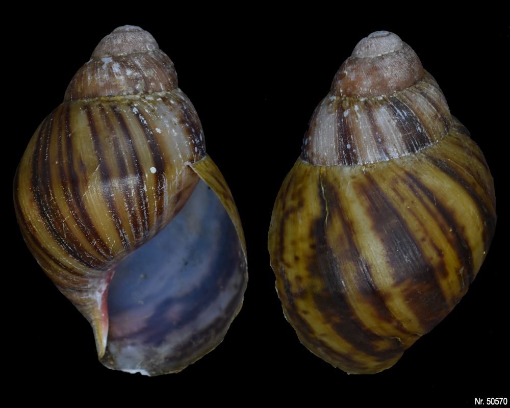 Archachatina marginata suturalis