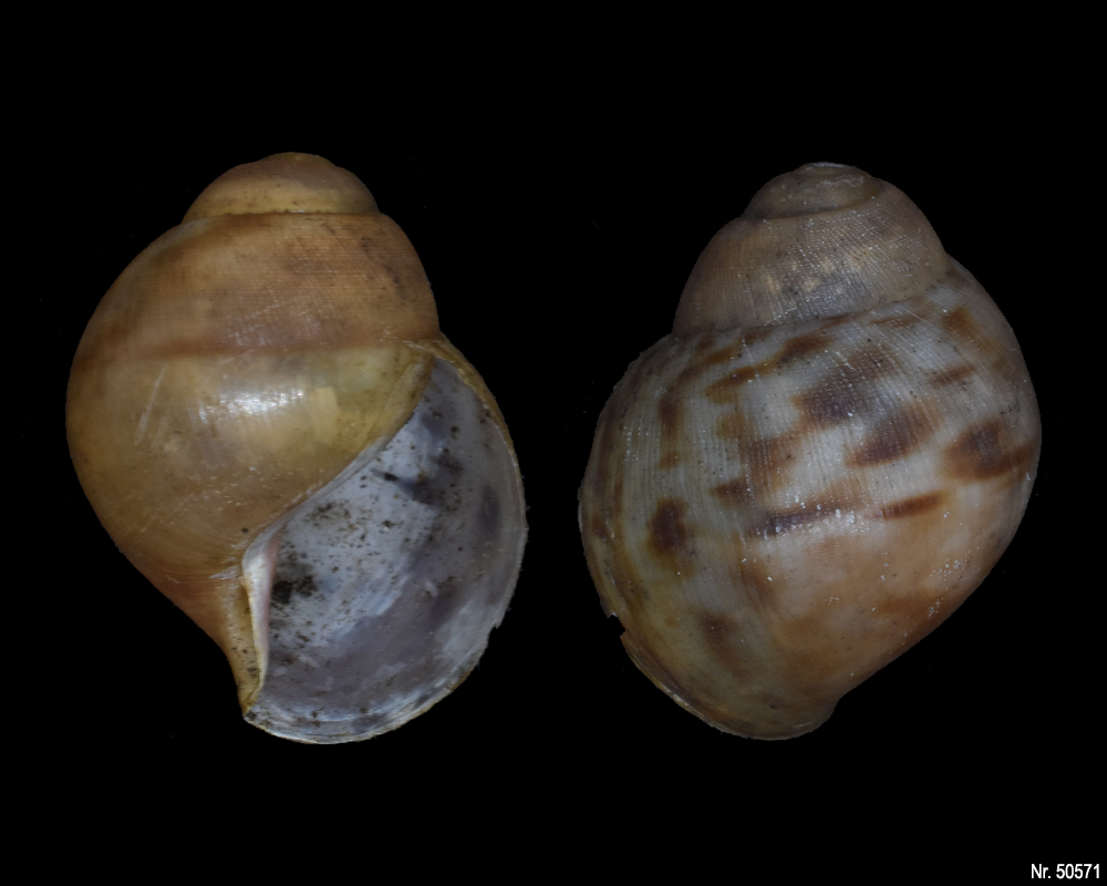 Archachatina marginata suturalis