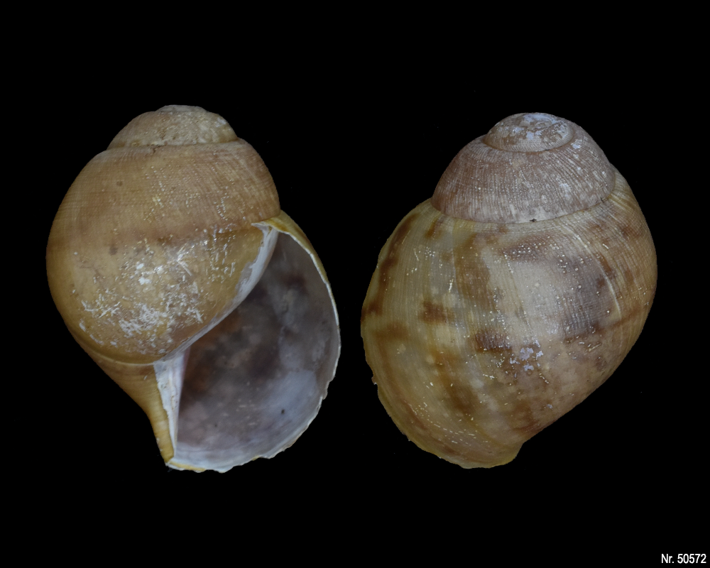 Archachatina marginata suturalis