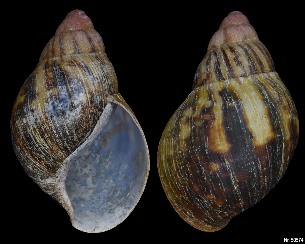 Archachatina marginata egregia