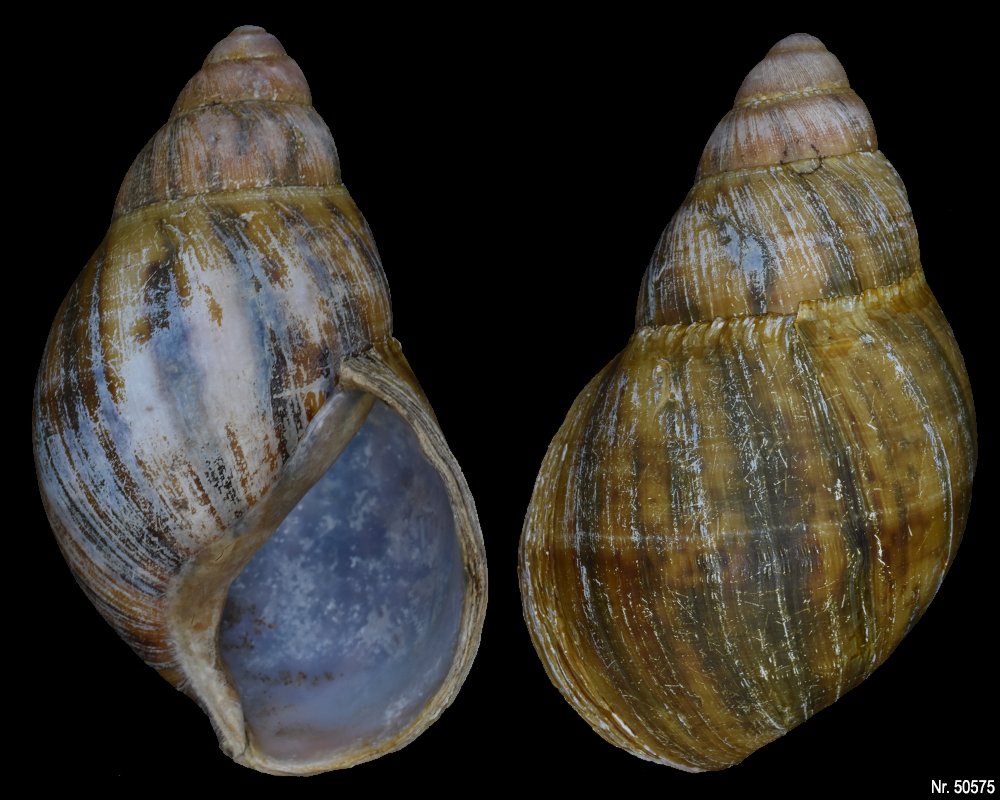 Archachatina marginata marginata