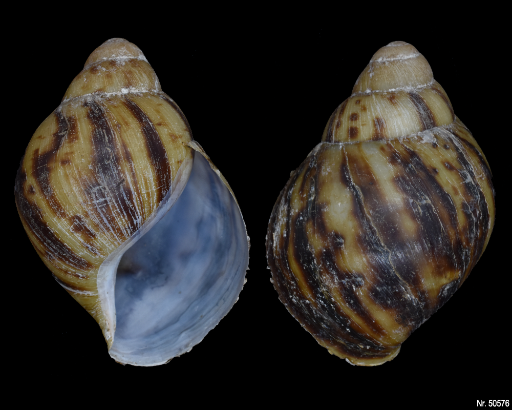 Archachatina marginata marginata