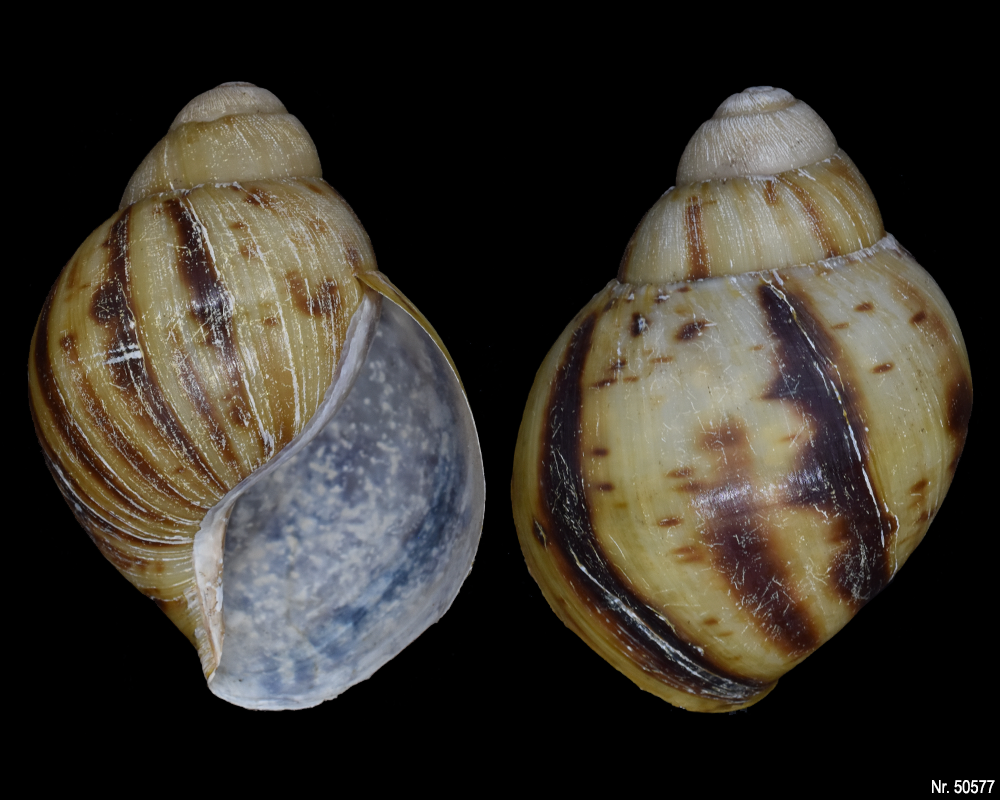 Archachatina marginata marginata