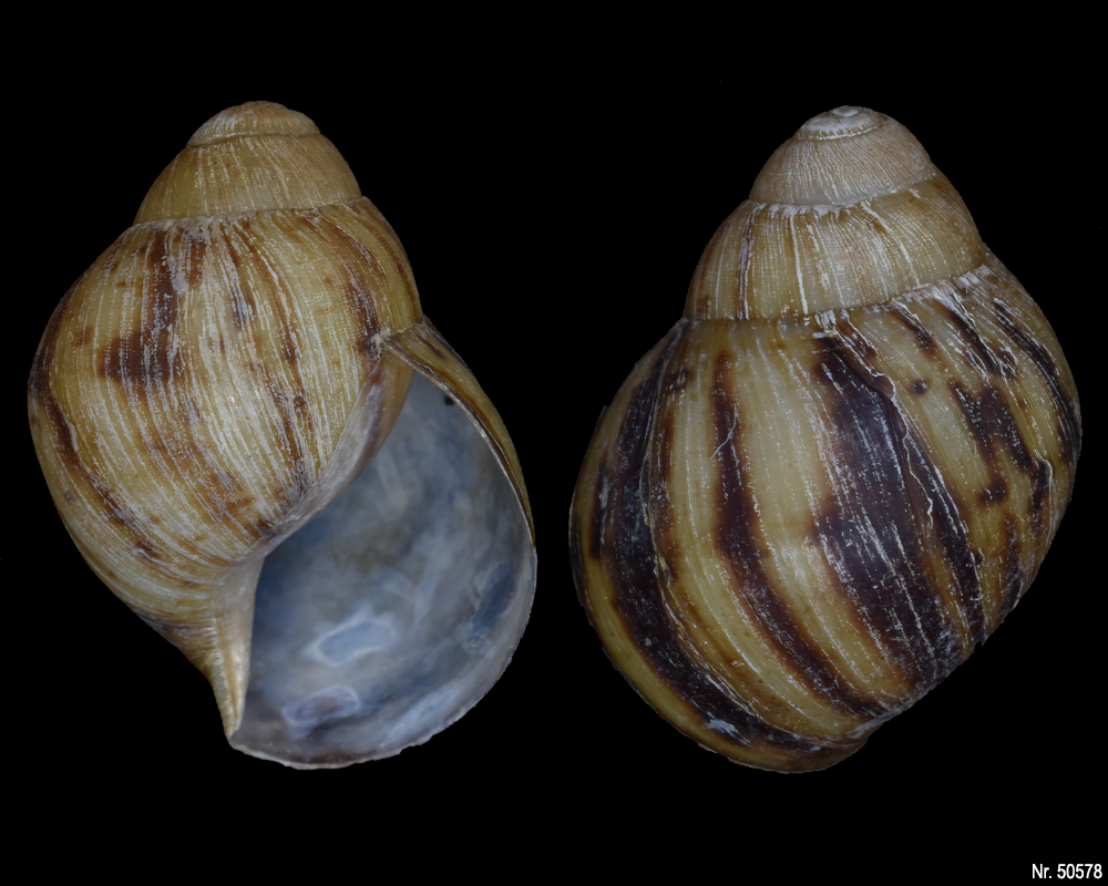 Archachatina marginata marginata