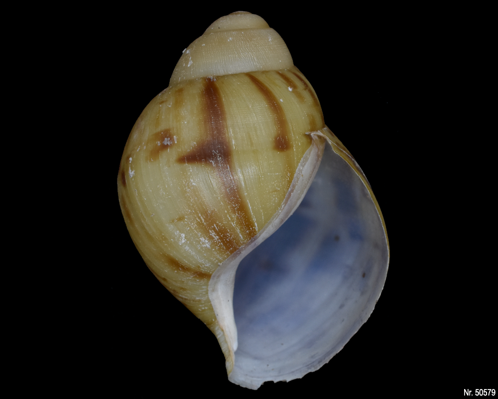 Archachatina marginata marginata