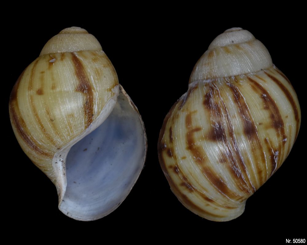 Archachatina marginata marginata