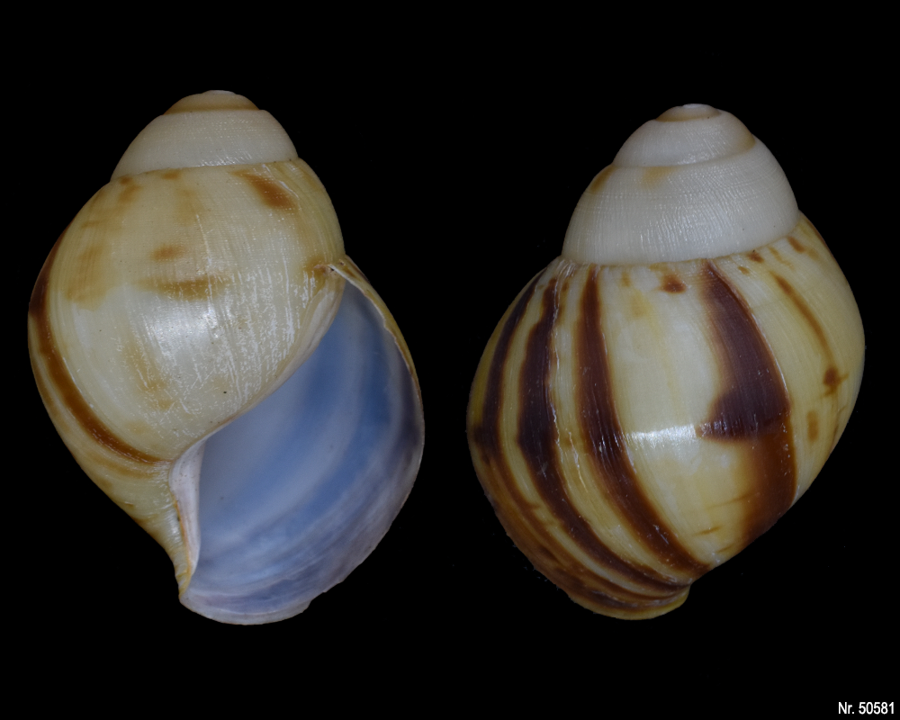 Archachatina marginata marginata