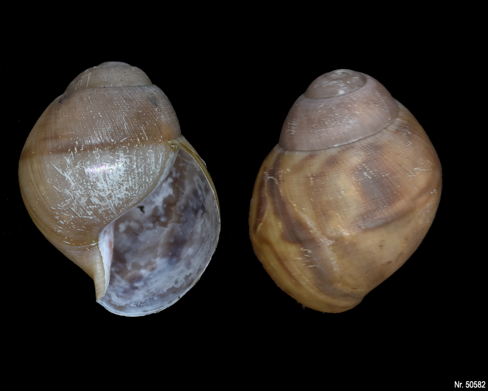 Archachatina marginata marginata