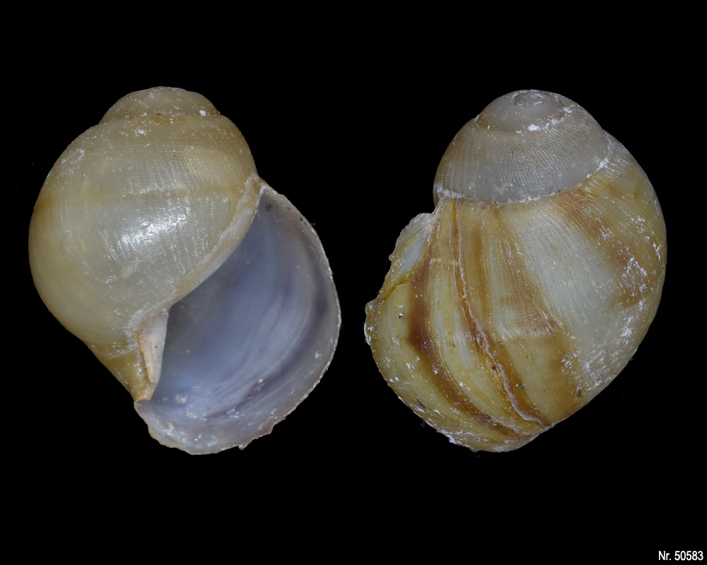 Archachatina marginata marginata