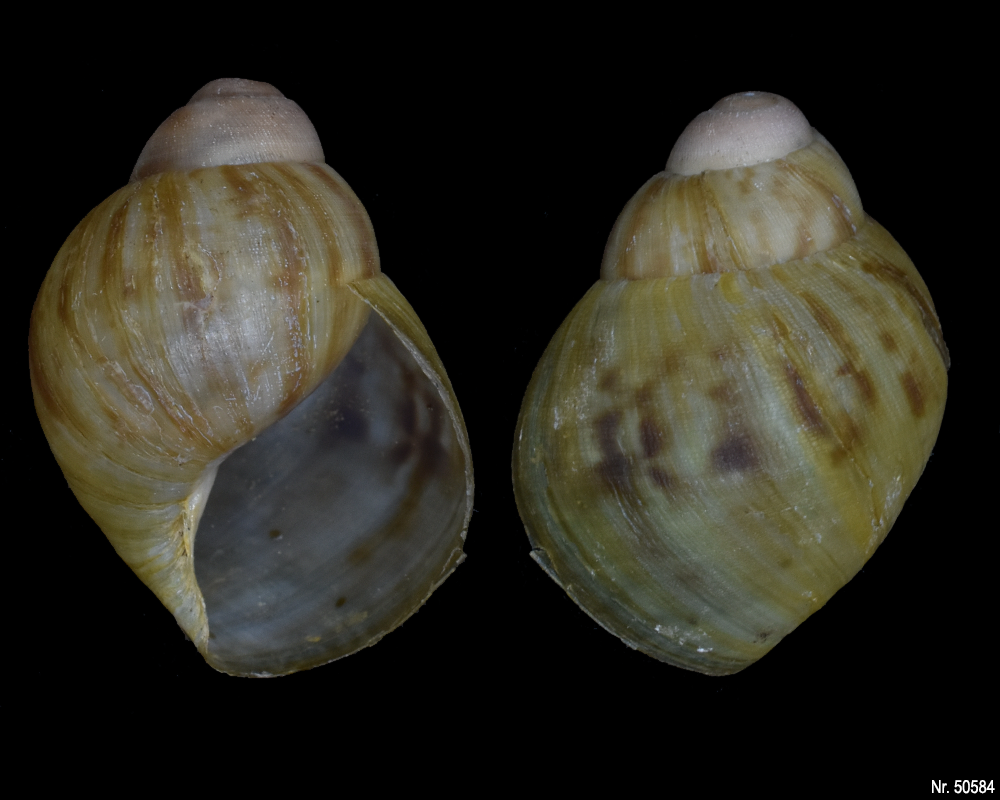 Archachatina marginata marginata