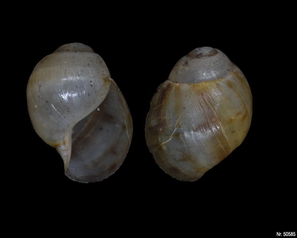 Archachatina marginata marginata