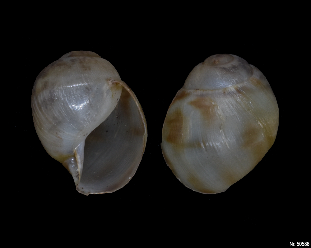 Archachatina marginata marginata