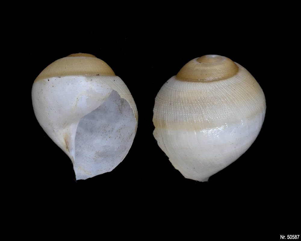 Archachatina marginata marginata