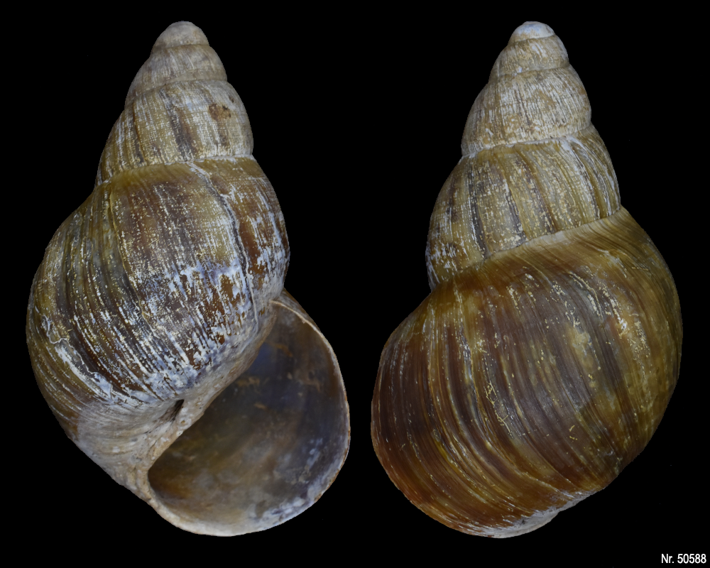 Archachatina porphyrostoma