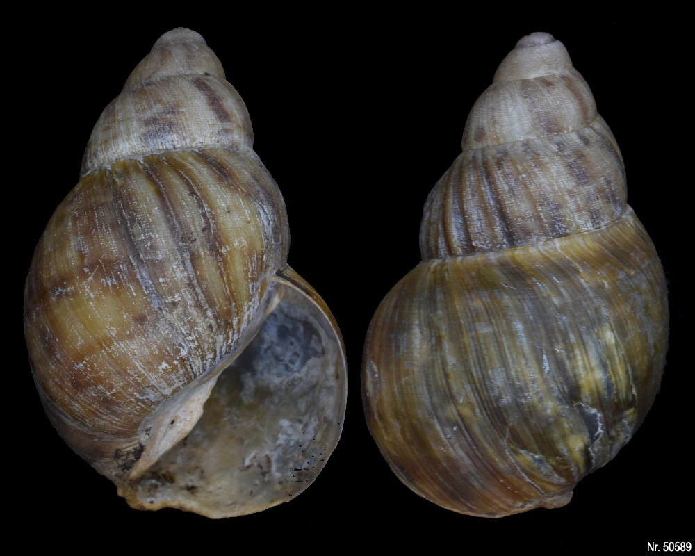 Archachatina porphyrostoma