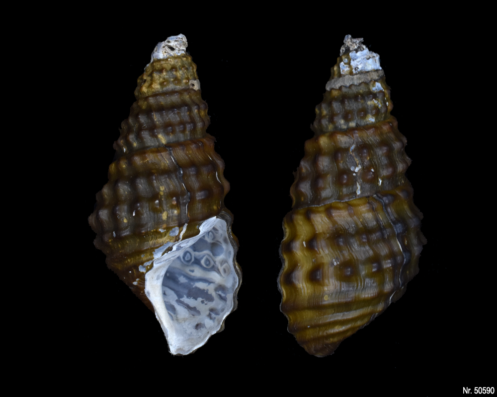 Pachymelania fusca granifera