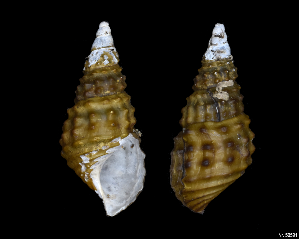 Pachymelania fusca granifera