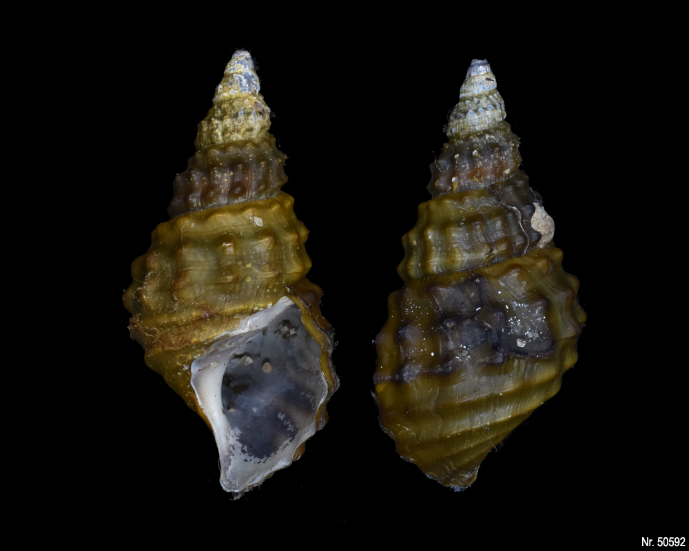 Pachymelania fusca granifera