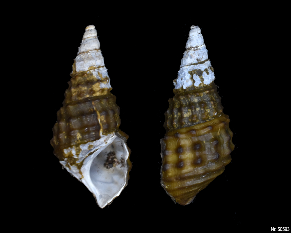 Pachymelania fusca granifera