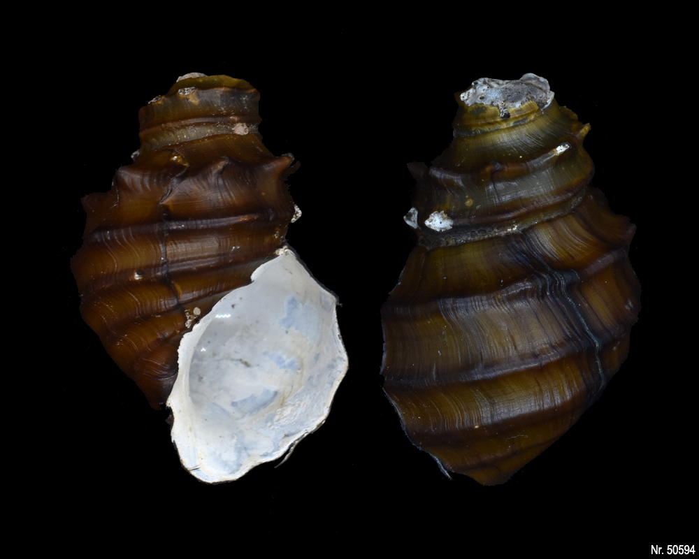 Brotia armata