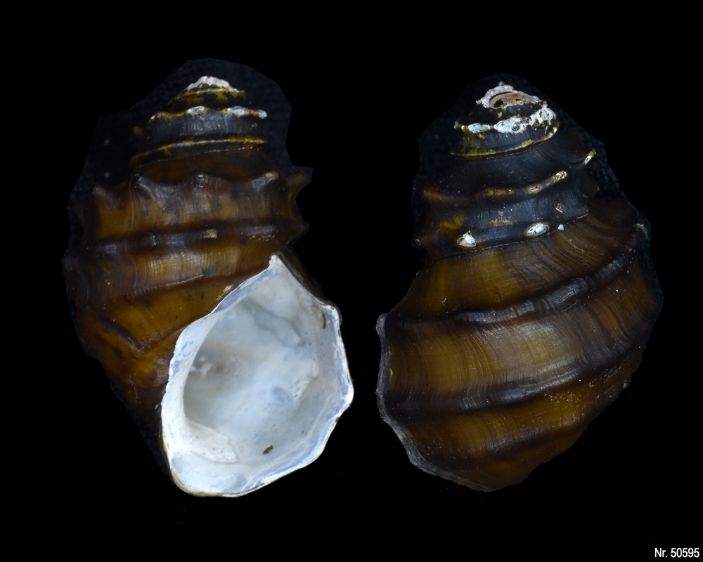 Brotia armata