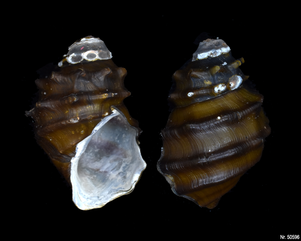 Brotia armata