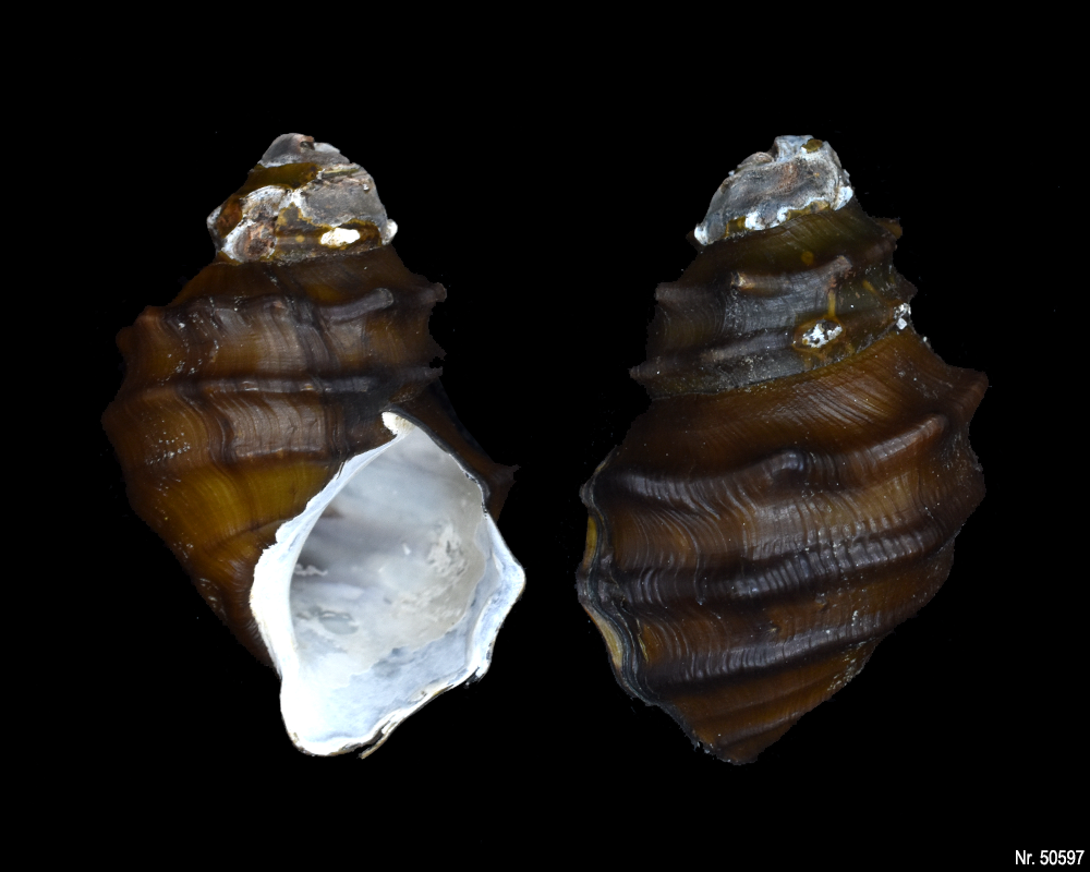 Brotia armata