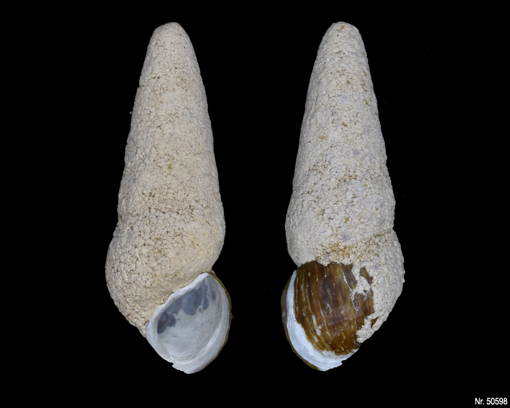 Tylomelania perfecta