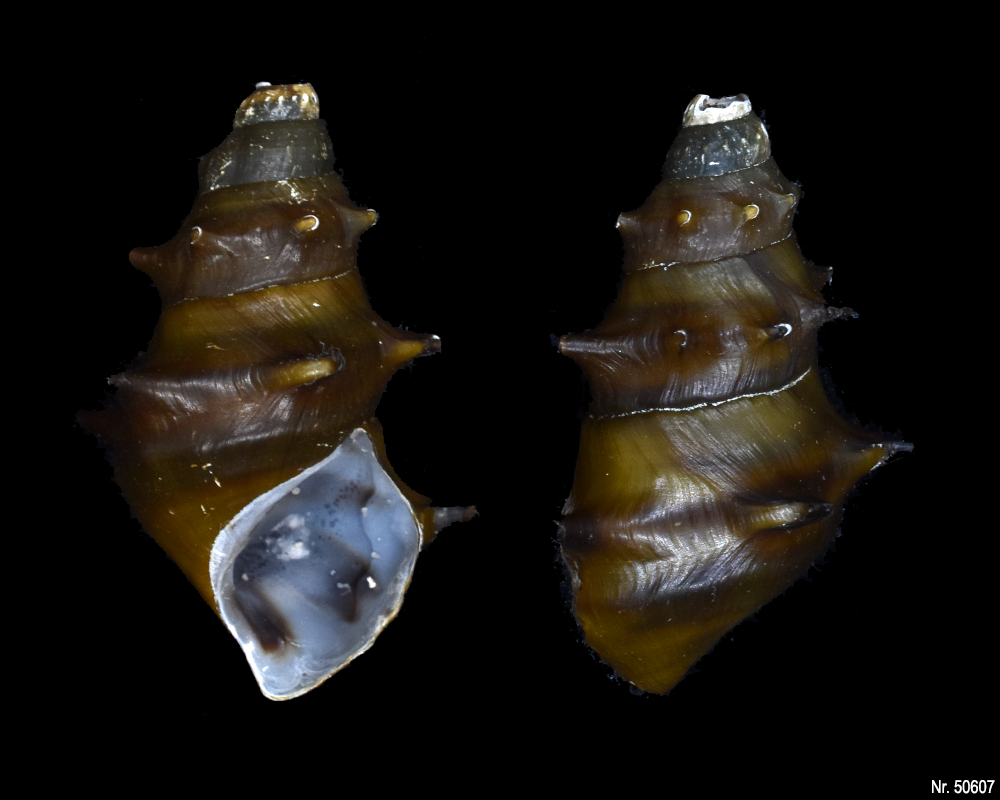 Brotia pagodula