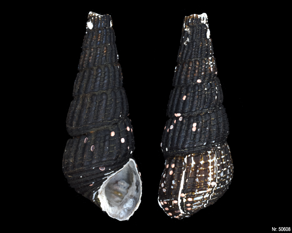 Tylomelania patriarchalis