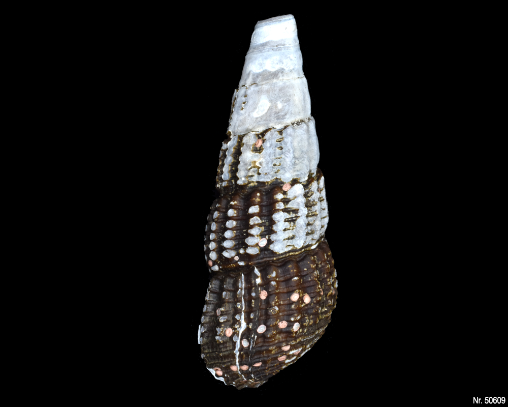 Tylomelania patriarchalis