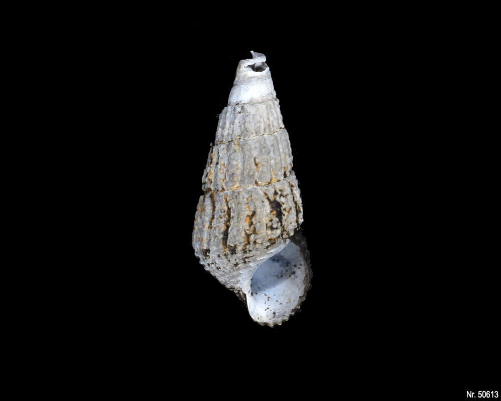 Tylomelania patriarchalis