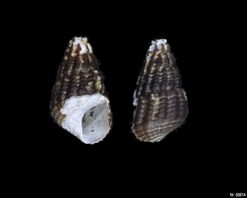 Tylomelania patriarchalis