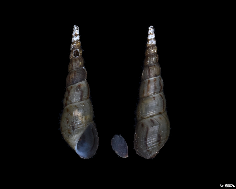 Melanoides tuberculata