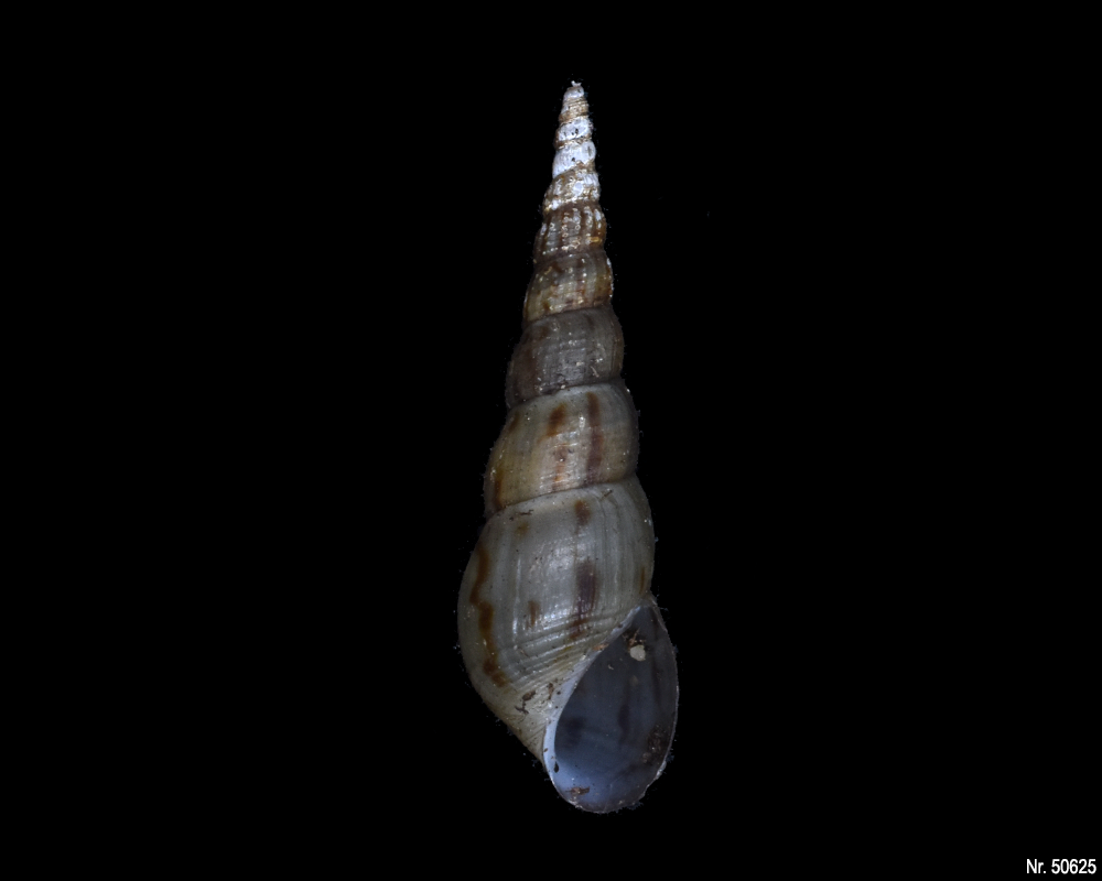 Melanoides tuberculata