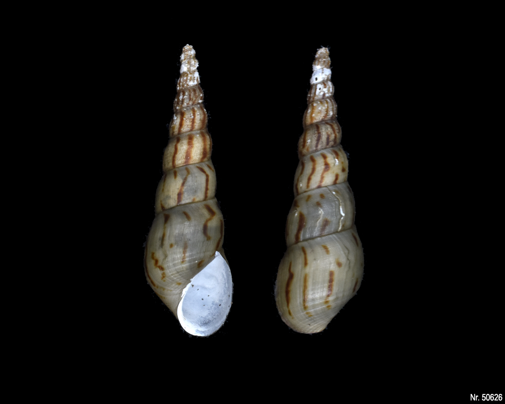 Melanoides tuberculata