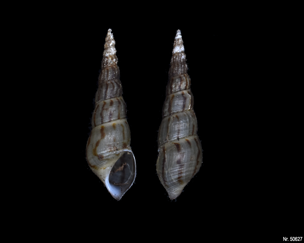 Melanoides tuberculata