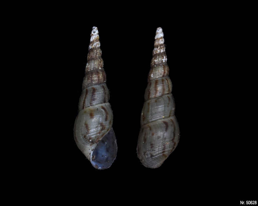 Melanoides tuberculata