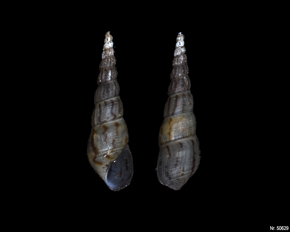 Melanoides tuberculata