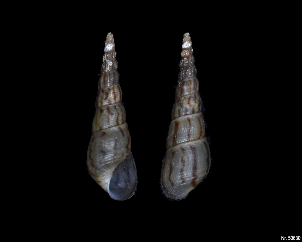Melanoides tuberculata