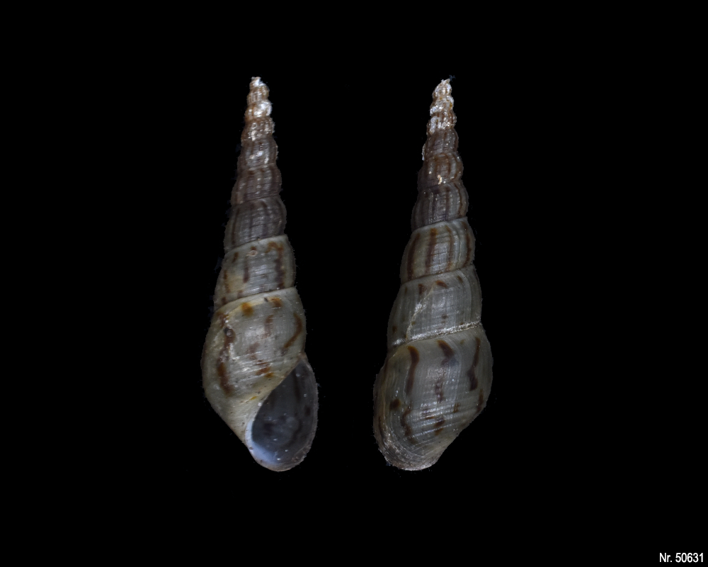 Melanoides tuberculata