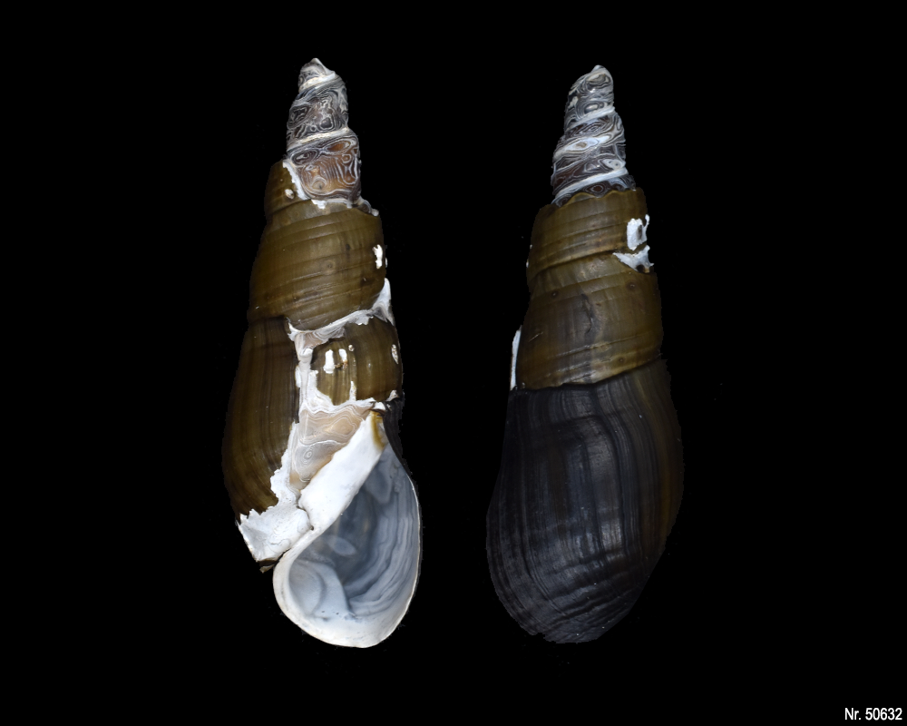 Stenomelania sp. (Turaja schnecke)