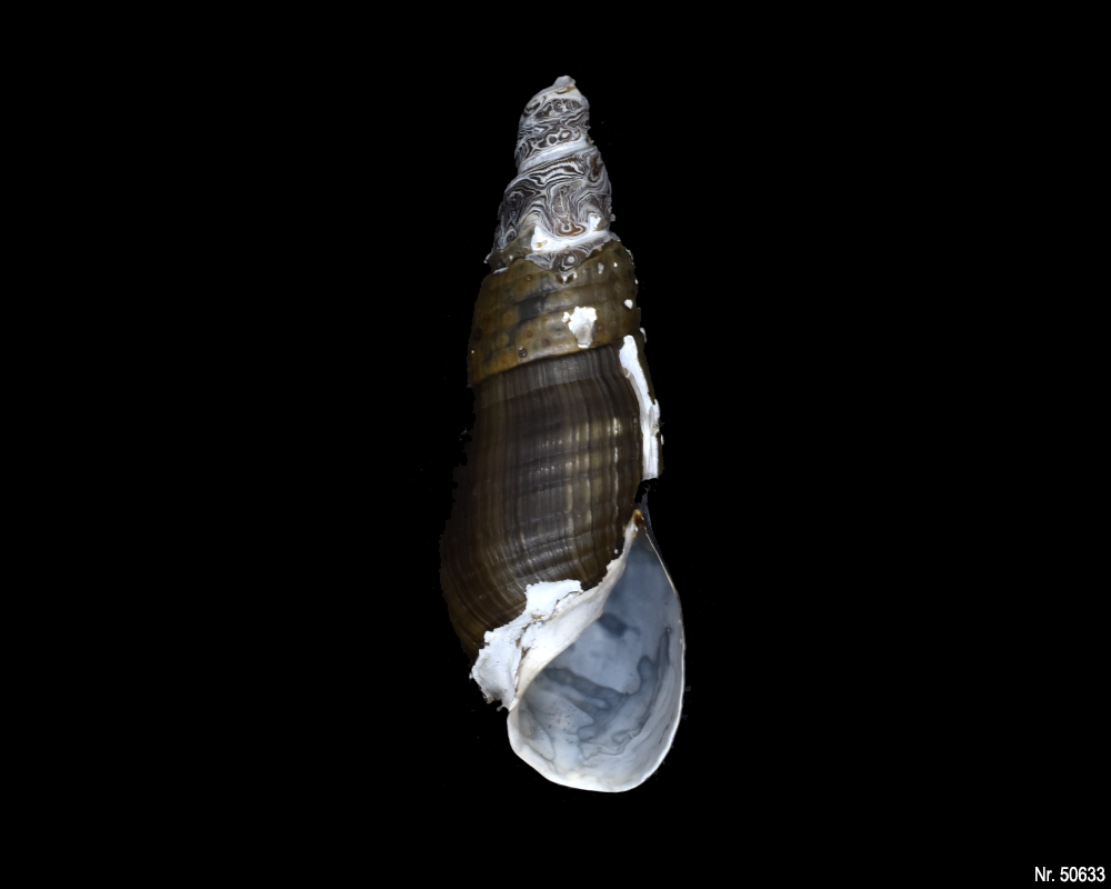 Stenomelania sp. (Turaja schnecke)