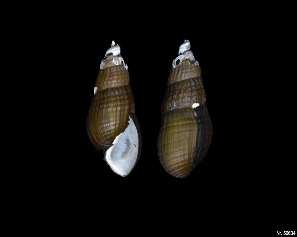 Stenomelania sp. (Turaja schnecke)