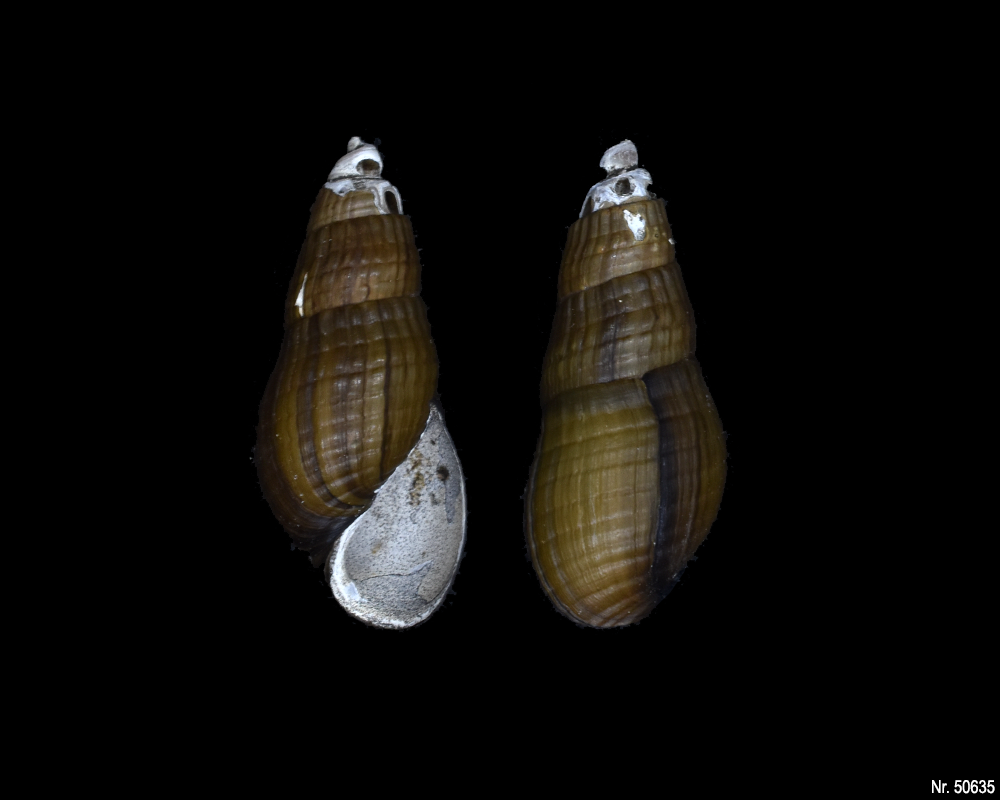 Stenomelania sp. (Turaja schnecke)