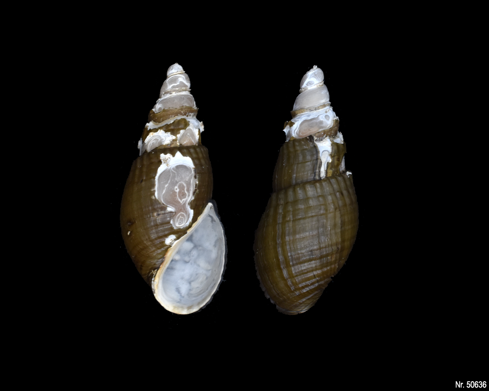 Stenomelania sp. (Turaja schnecke)